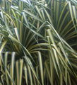 Pandanus Veitchii